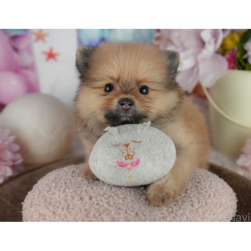 販売中の千葉県のポメラニアン-456780の3枚目