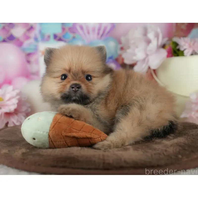 販売中の千葉県のポメラニアン-456780の2枚目