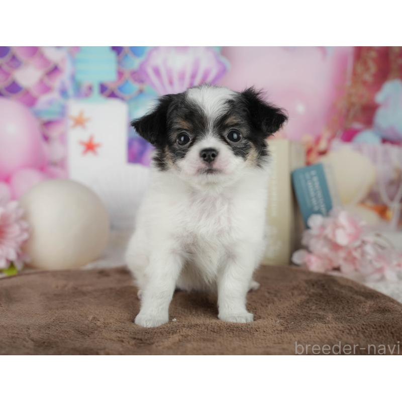 販売中の千葉県のチワワ(ロングコート)-456776