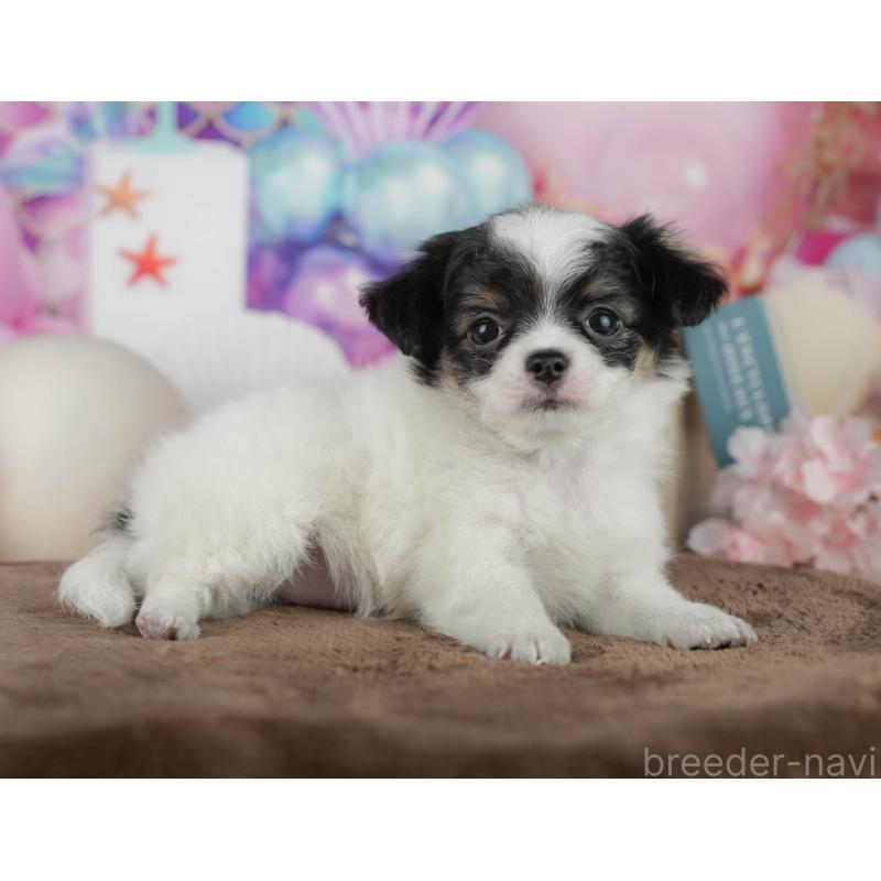 販売中の千葉県のチワワ(ロングコート)-456776の11枚目