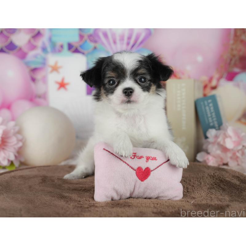 販売中の千葉県のチワワ(ロングコート)-456776の10枚目