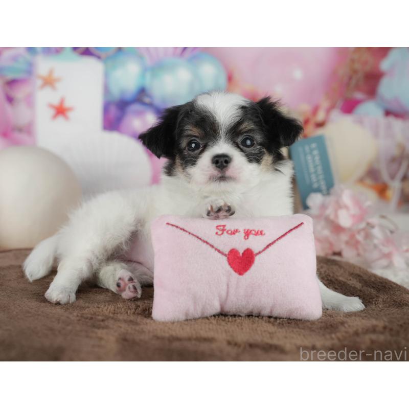 販売中の千葉県のチワワ(ロングコート)-456776の9枚目