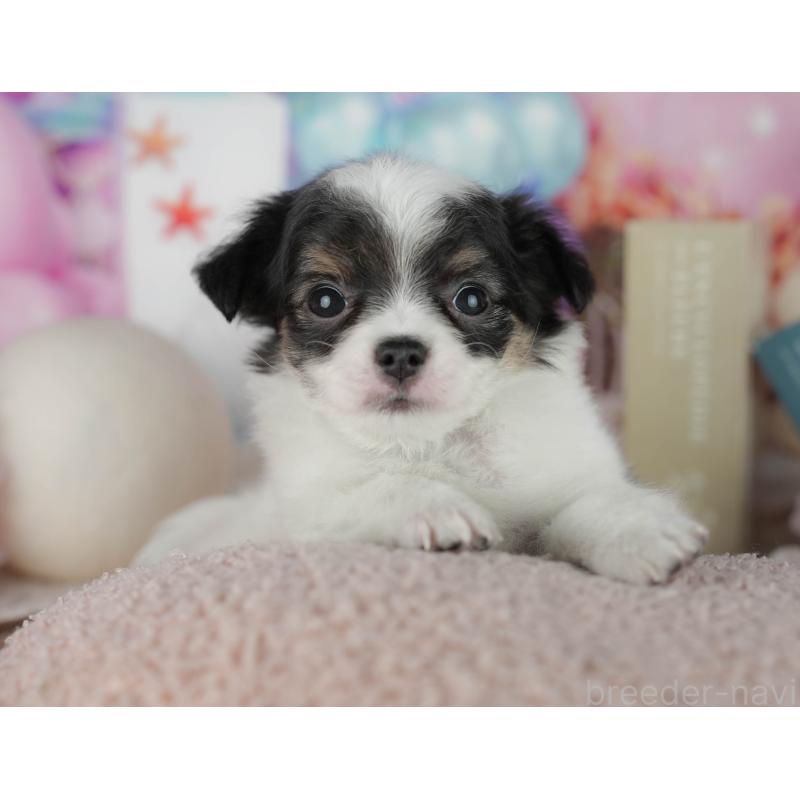 販売中の千葉県のチワワ(ロングコート)-456776の8枚目