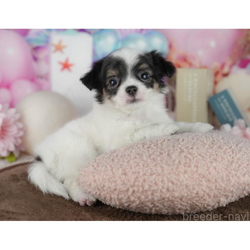 販売中の千葉県のチワワ(ロングコート)-456776の7枚目