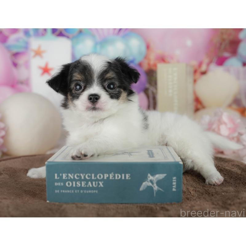 販売中の千葉県のチワワ(ロングコート)-456776の6枚目