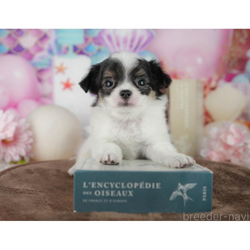 販売中の千葉県のチワワ(ロングコート)-456776の5枚目