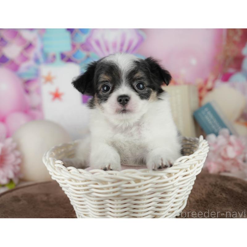 販売中の千葉県のチワワ(ロングコート)-456776の4枚目