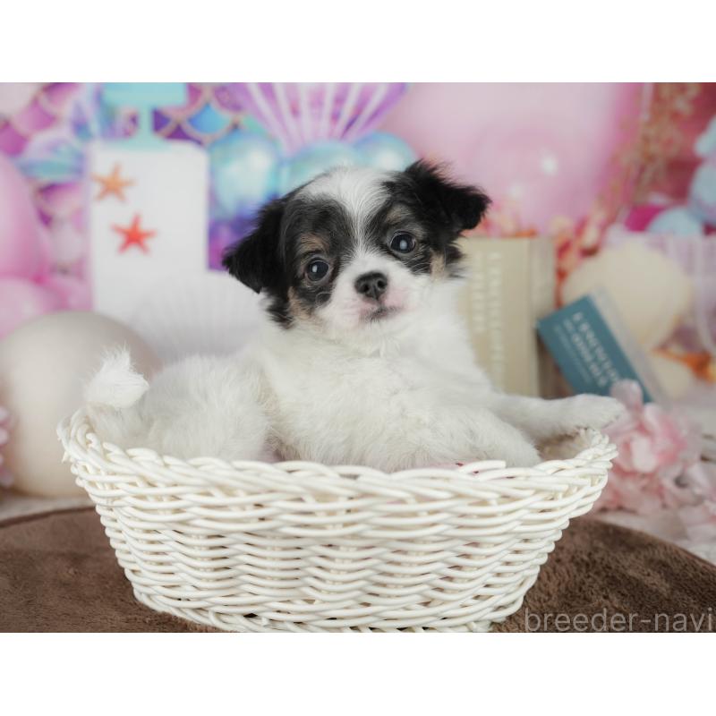 販売中の千葉県のチワワ(ロングコート)-456776の3枚目