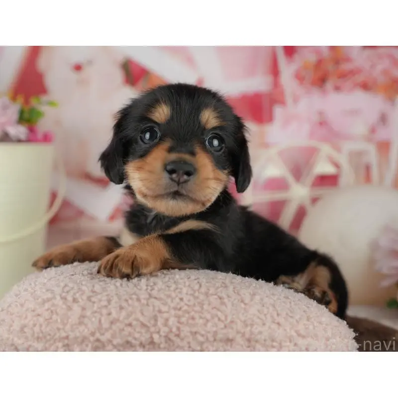 販売中の千葉県のミニチュアダックスフンド(ロングヘアード)-456774の11枚目