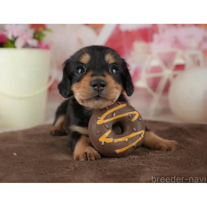 販売中の千葉県のミニチュアダックスフンド(ロングヘアード)-456774の10枚目