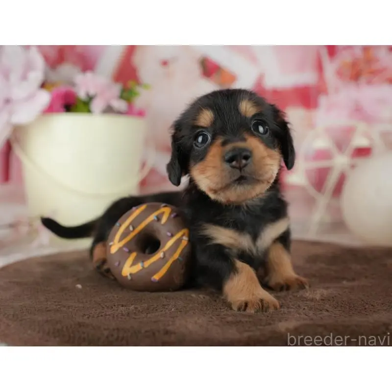 販売中の千葉県のミニチュアダックスフンド(ロングヘアード)-456774の9枚目