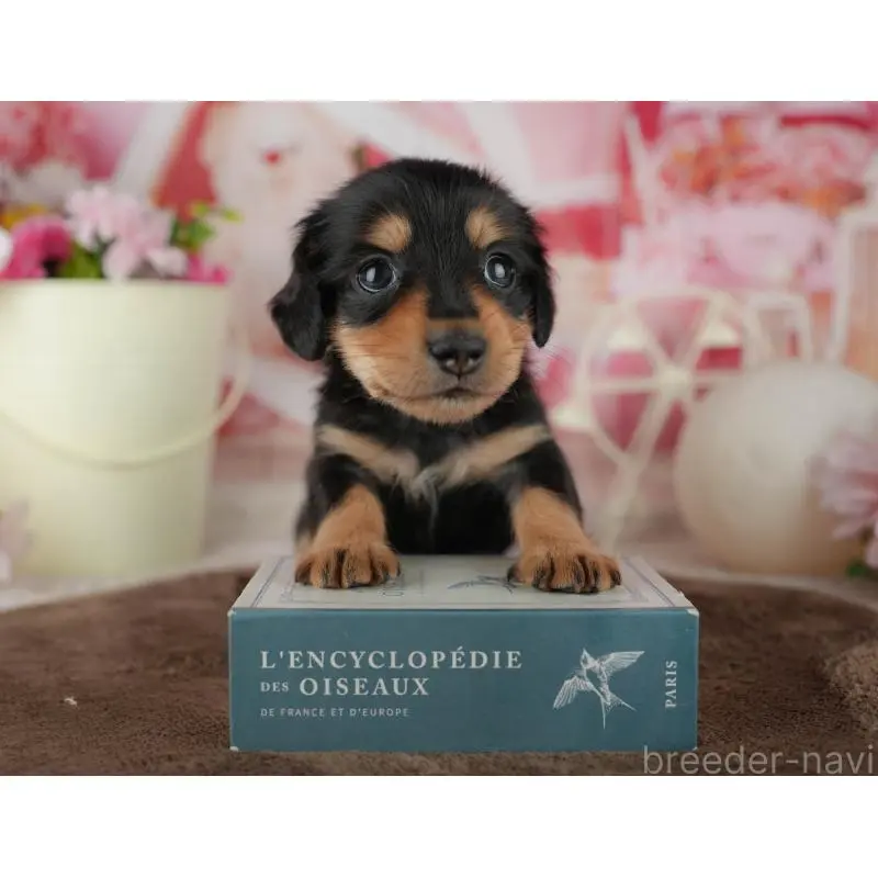 販売中の千葉県のミニチュアダックスフンド(ロングヘアード)-456774の8枚目