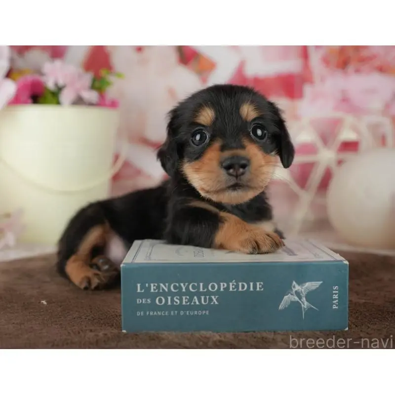 販売中の千葉県のミニチュアダックスフンド(ロングヘアード)-456774の7枚目