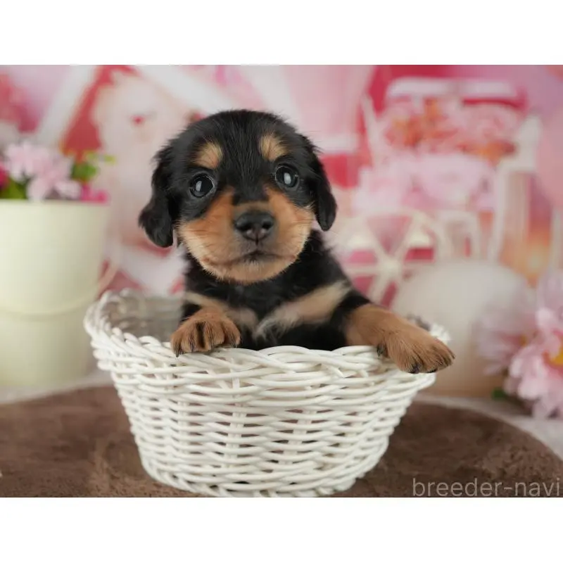 販売中の千葉県のミニチュアダックスフンド(ロングヘアード)-456774の6枚目