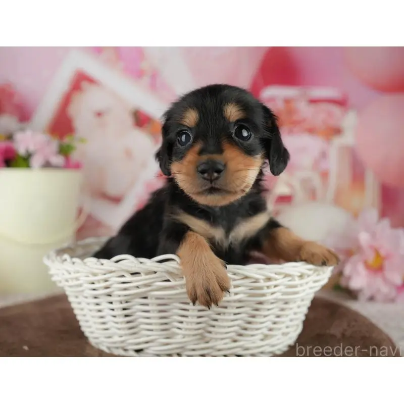 販売中の千葉県のミニチュアダックスフンド(ロングヘアード)-456774の5枚目