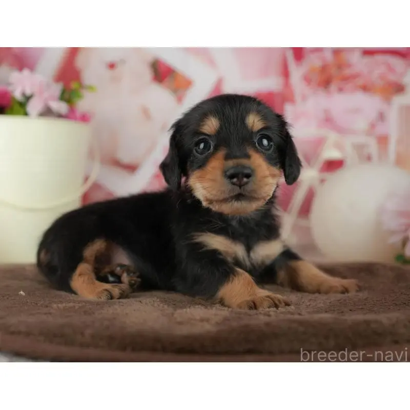 販売中の千葉県のミニチュアダックスフンド(ロングヘアード)-456774の4枚目