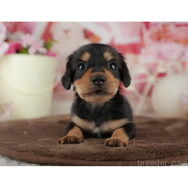 販売中の千葉県のミニチュアダックスフンド(ロングヘアード)-456774の3枚目