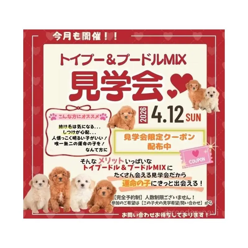 販売中の栃木県のトイプードル-456746の3枚目