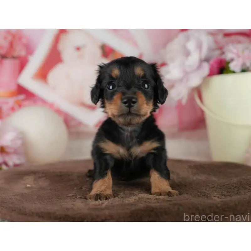 販売中の千葉県のミニチュアダックスフンド(ロングヘアード)-456773の11枚目