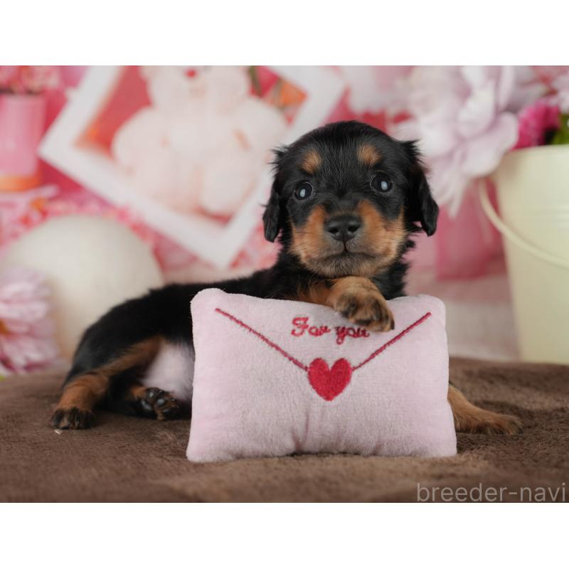 販売中の千葉県のミニチュアダックスフンド(ロングヘアード)-456773の10枚目