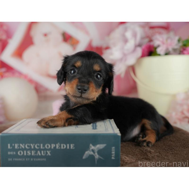 販売中の千葉県のミニチュアダックスフンド(ロングヘアード)-456773の9枚目