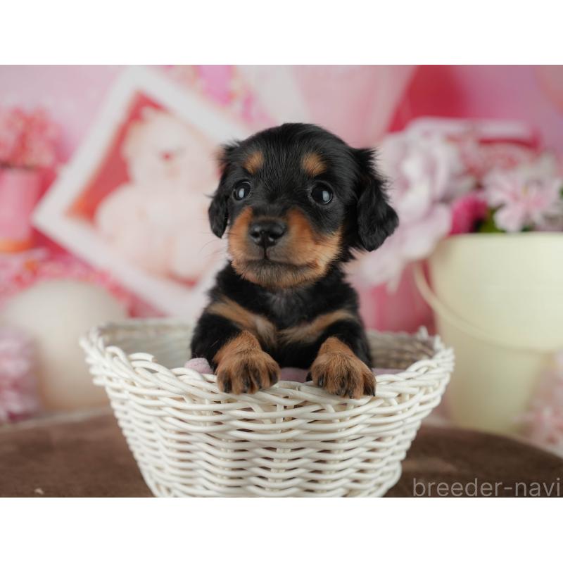 販売中の千葉県のミニチュアダックスフンド(ロングヘアード)-456773の7枚目