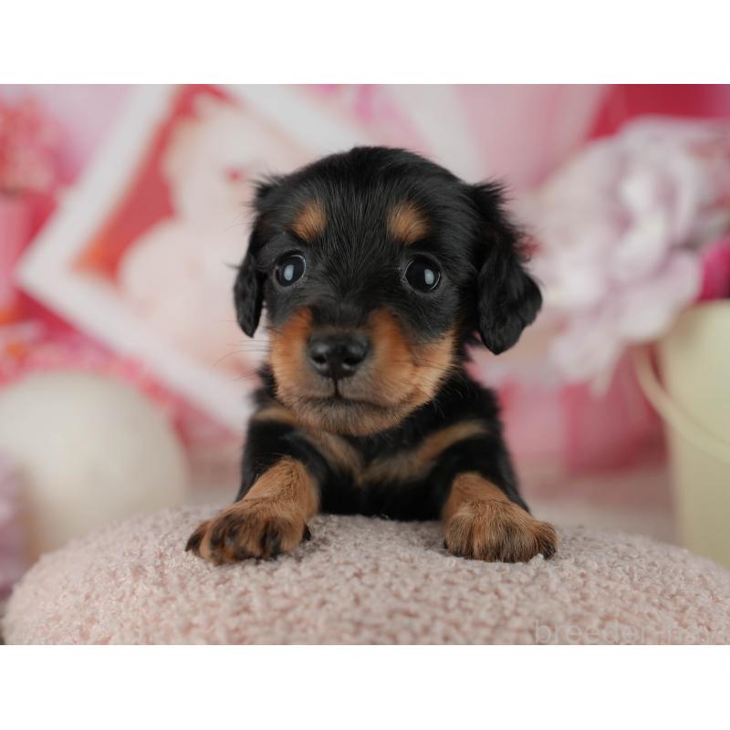 販売中の千葉県のミニチュアダックスフンド(ロングヘアード)-456773の6枚目