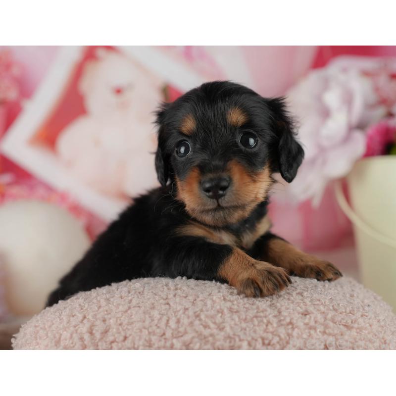 販売中の千葉県のミニチュアダックスフンド(ロングヘアード)-456773の5枚目