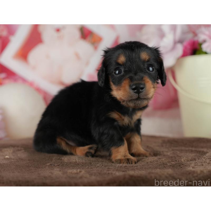 販売中の千葉県のミニチュアダックスフンド(ロングヘアード)-456773の4枚目