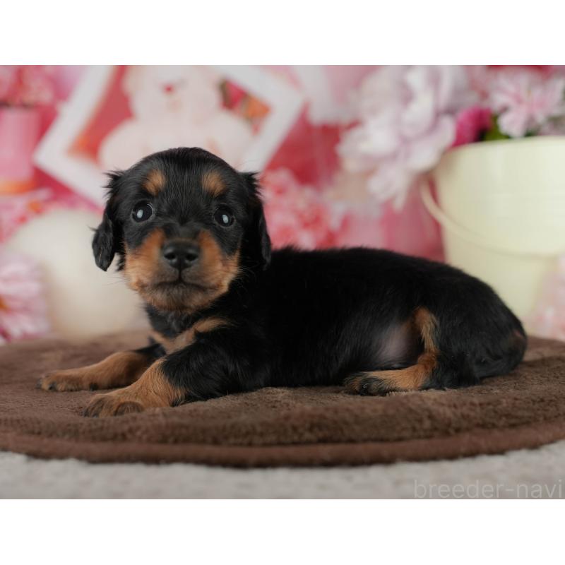 販売中の千葉県のミニチュアダックスフンド(ロングヘアード)-456773の3枚目