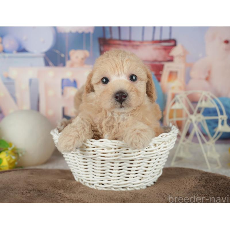 販売中の千葉県のトイプードル-456771