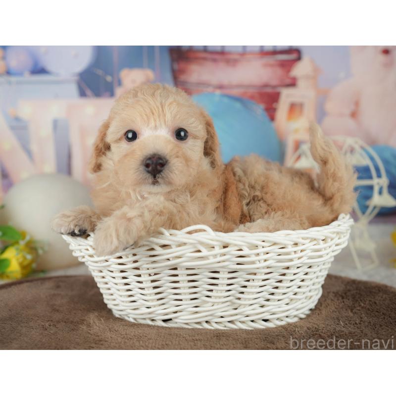 販売中の千葉県のトイプードル-456771の11枚目