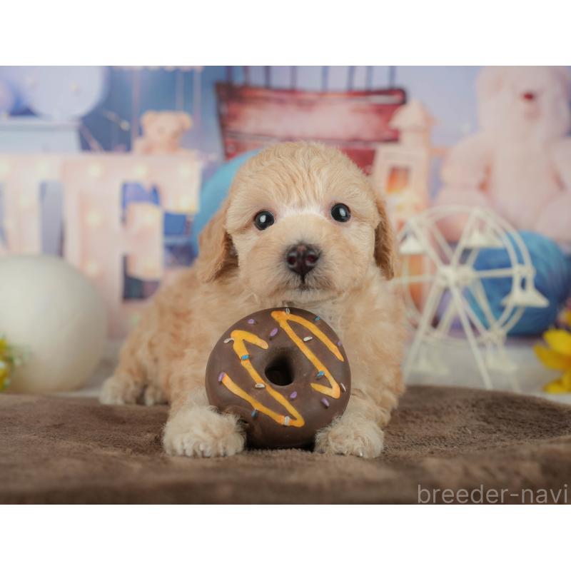 販売中の千葉県のトイプードル-456771の10枚目