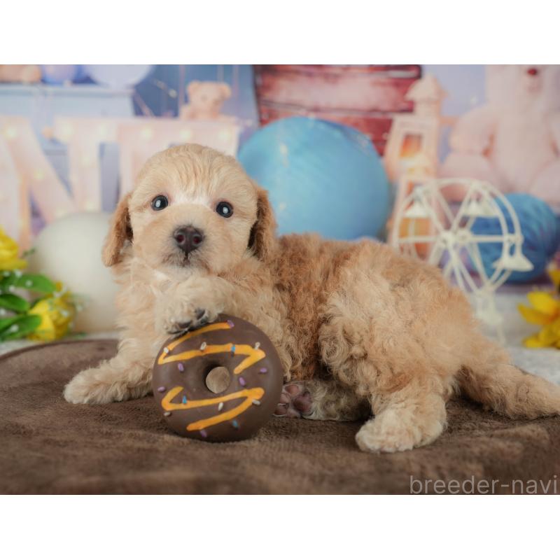 販売中の千葉県のトイプードル-456771の9枚目