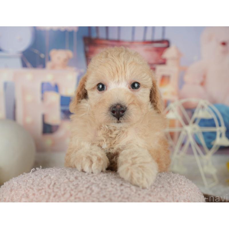 販売中の千葉県のトイプードル-456771の8枚目