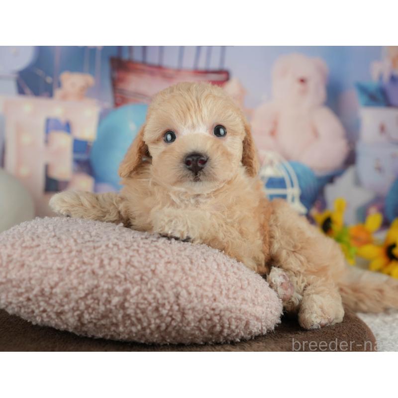 販売中の千葉県のトイプードル-456771の7枚目