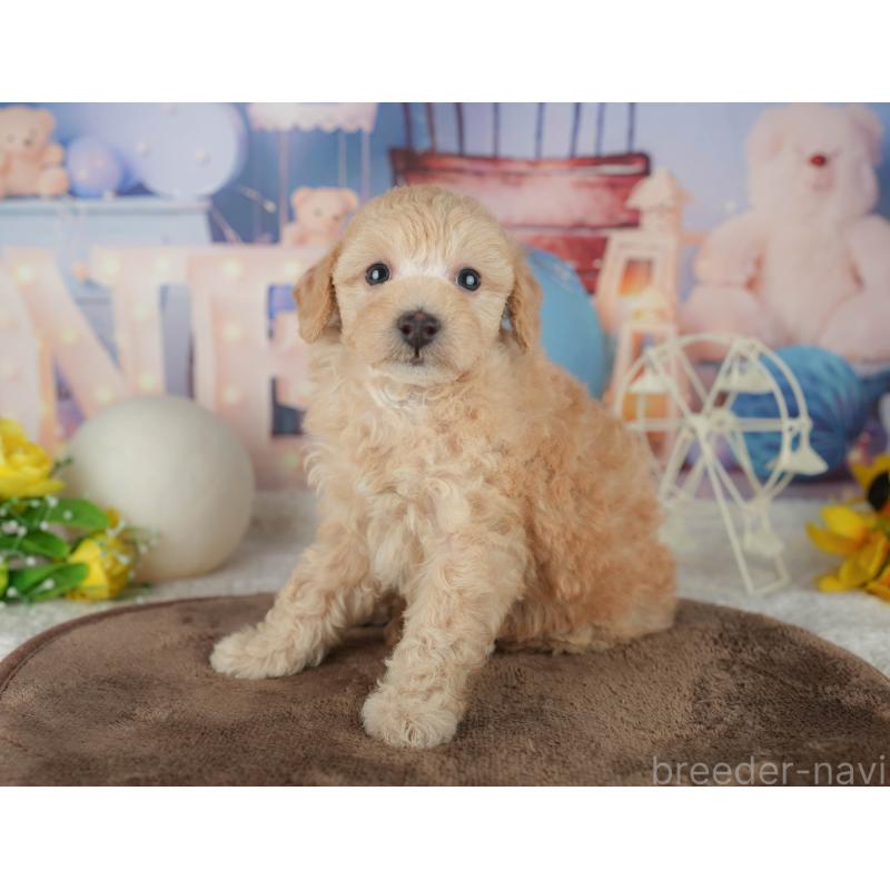 販売中の千葉県のトイプードル-456771の6枚目