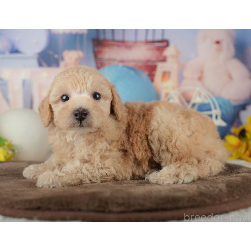 販売中の千葉県のトイプードル-456771の5枚目