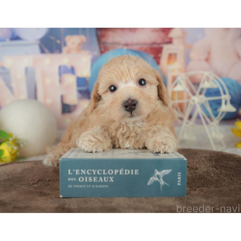 販売中の千葉県のトイプードル-456771の4枚目