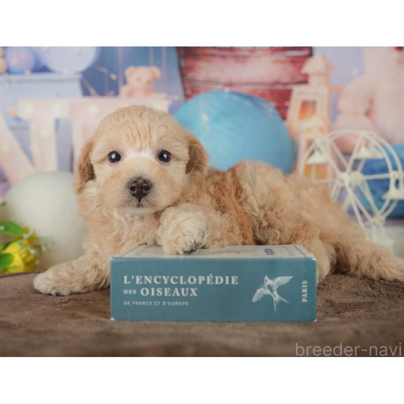 販売中の千葉県のトイプードル-456771の3枚目