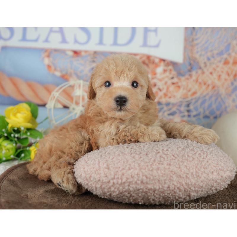 販売中の千葉県のトイプードル-456770の11枚目