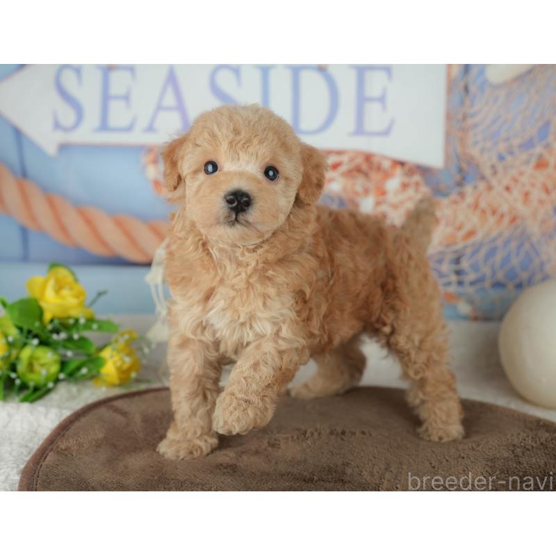 販売中の千葉県のトイプードル-456770の10枚目