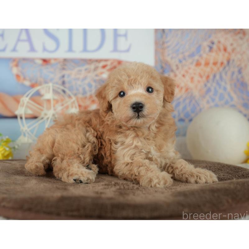 販売中の千葉県のトイプードル-456770の9枚目