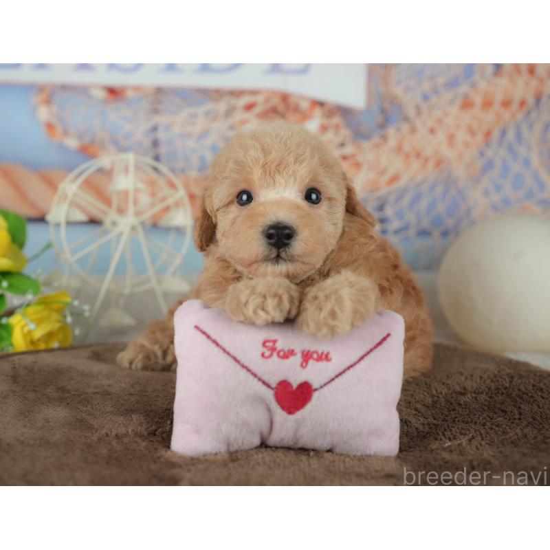 販売中の千葉県のトイプードル-456770の8枚目