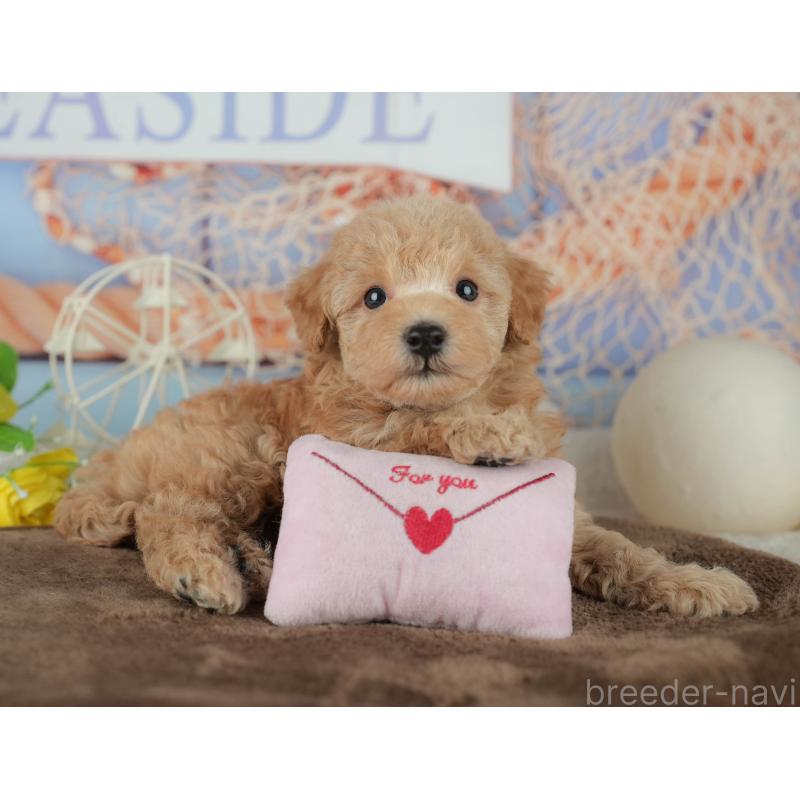 販売中の千葉県のトイプードル-456770の7枚目