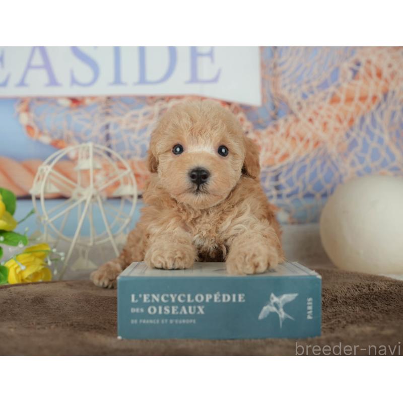 販売中の千葉県のトイプードル-456770の6枚目