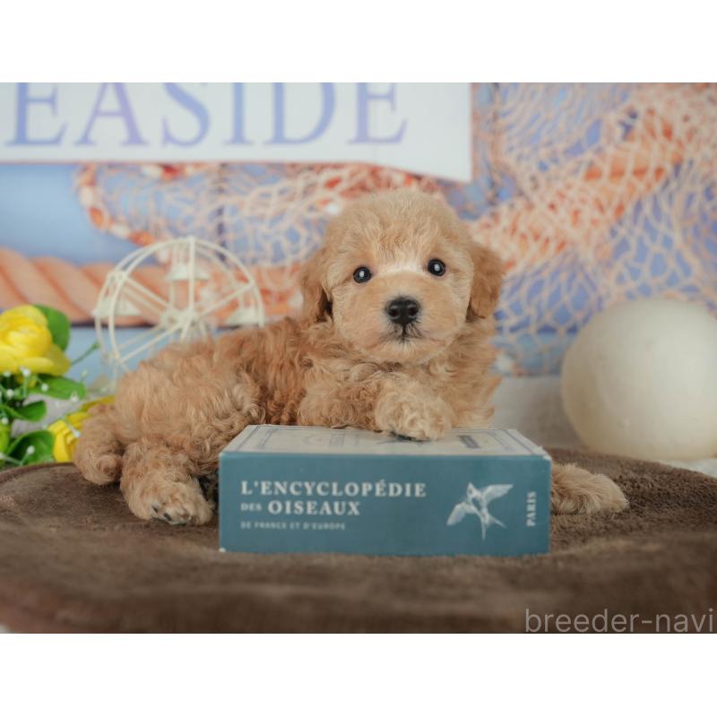 販売中の千葉県のトイプードル-456770の5枚目