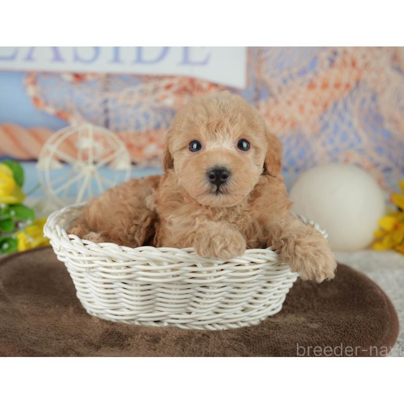 販売中の千葉県のトイプードル-456770の4枚目