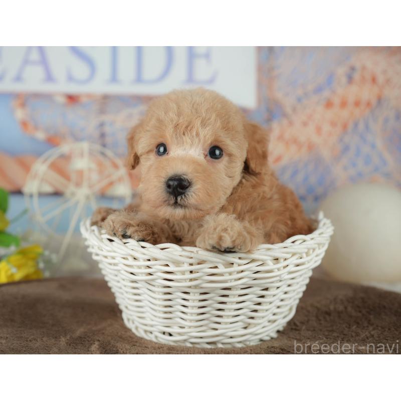 販売中の千葉県のトイプードル-456770の3枚目