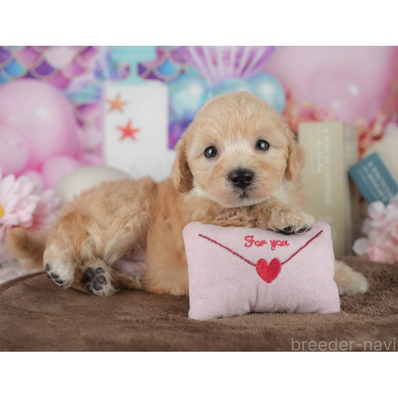 販売中の千葉県のトイプードル-456768の11枚目